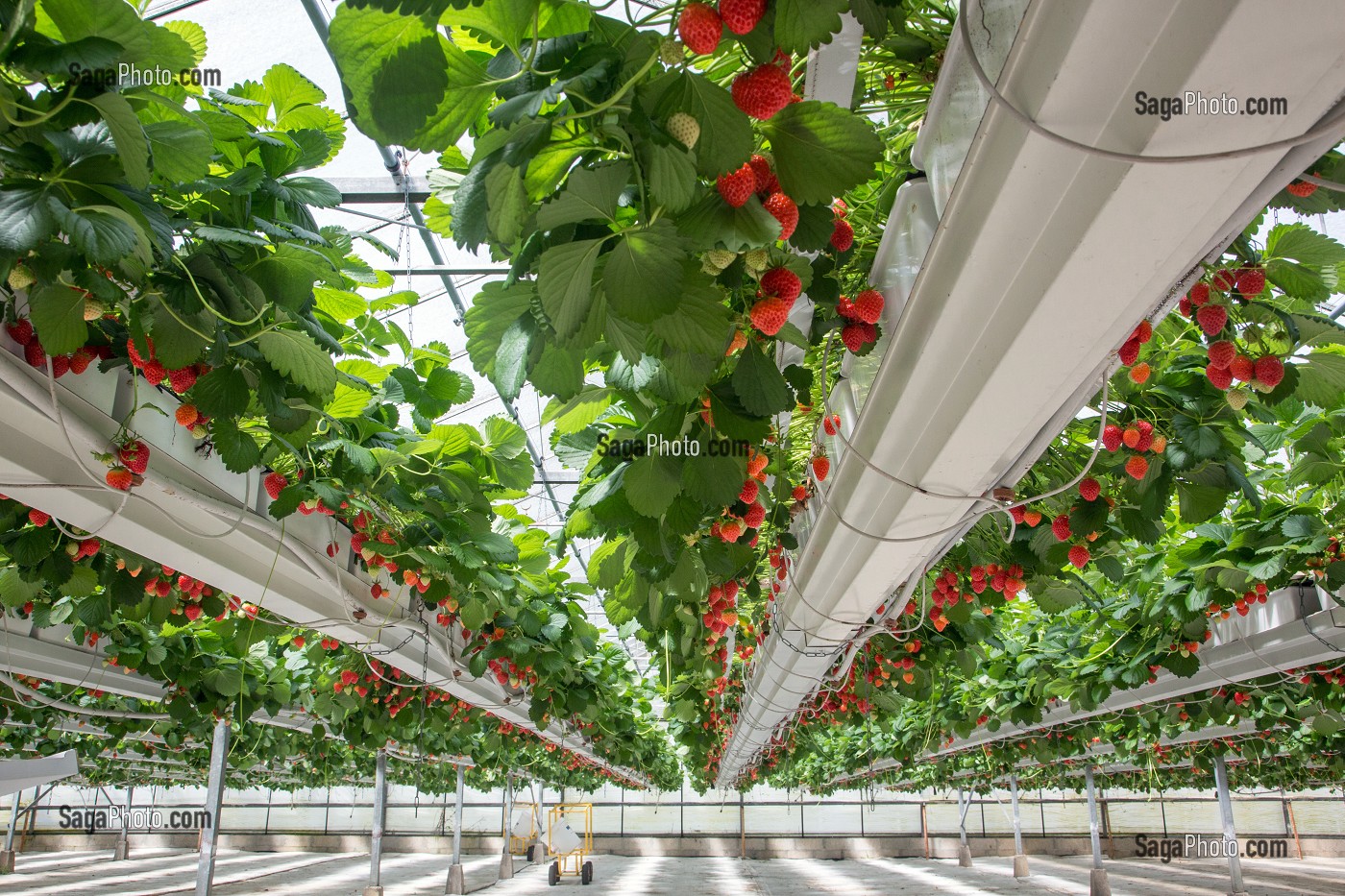 CULTURE HORS-SOL DE FRAISES, SOUS SERRES, PRODUCTION DE LA VARIETE MARA DES BOIS DE MAXIME SAMPERS, ROMILLY-LA-PUTHENAYE, EURE (27), FRANCE 