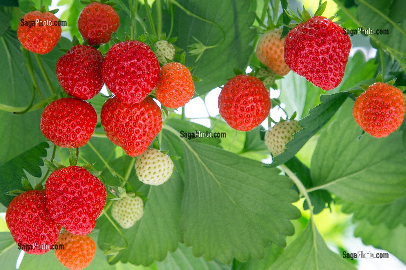 FRAISES DE LA VARIETE MARA DES BOIS, CULTURE HORS-SOL DE FRAISES, SOUS SERRE, PRODUCTION DE MAXIME SAMPERS, ROMILLY-LA-PUTHENAYE, EURE (27), FRANCE 