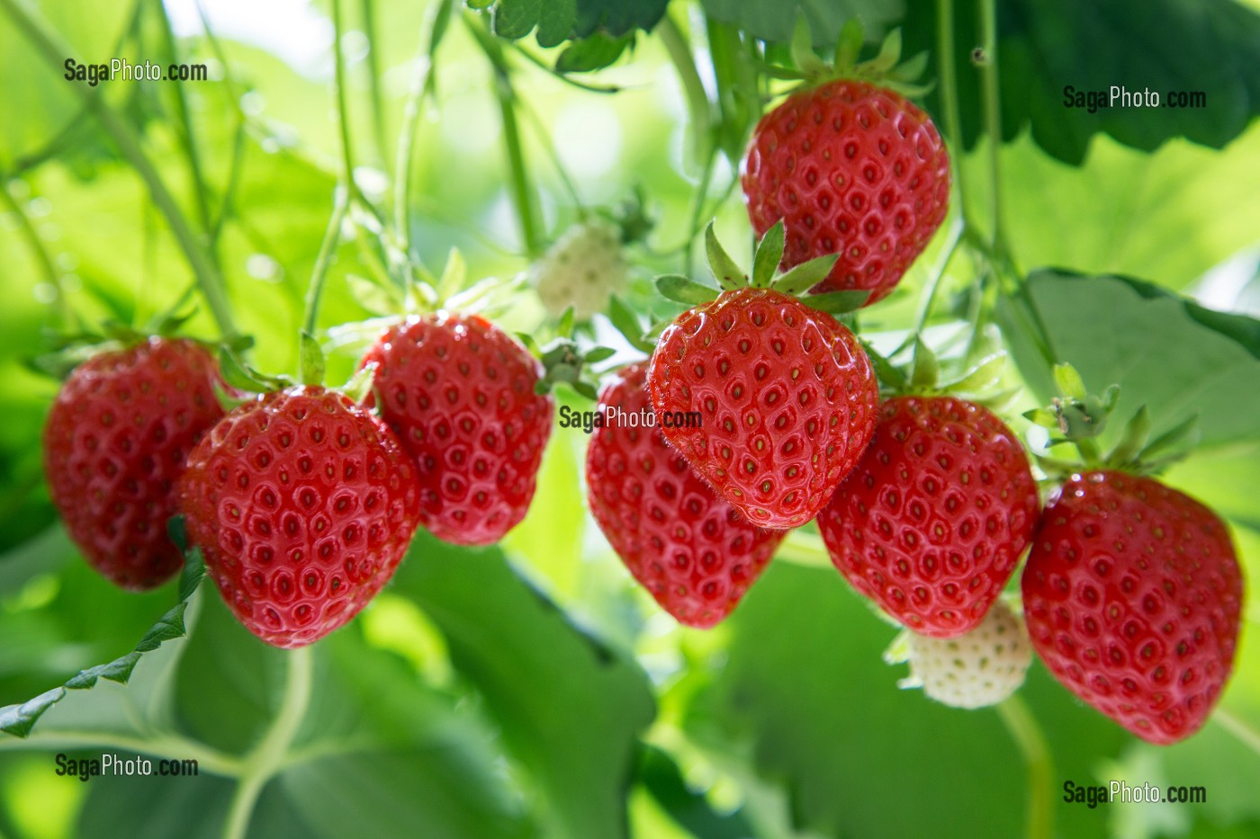 FRAISES DE LA VARIETE MARA DES BOIS, CULTURE HORS-SOL DE FRAISES, SOUS SERRE, PRODUCTION DE MAXIME SAMPERS, ROMILLY-LA-PUTHENAYE, EURE (27), FRANCE 