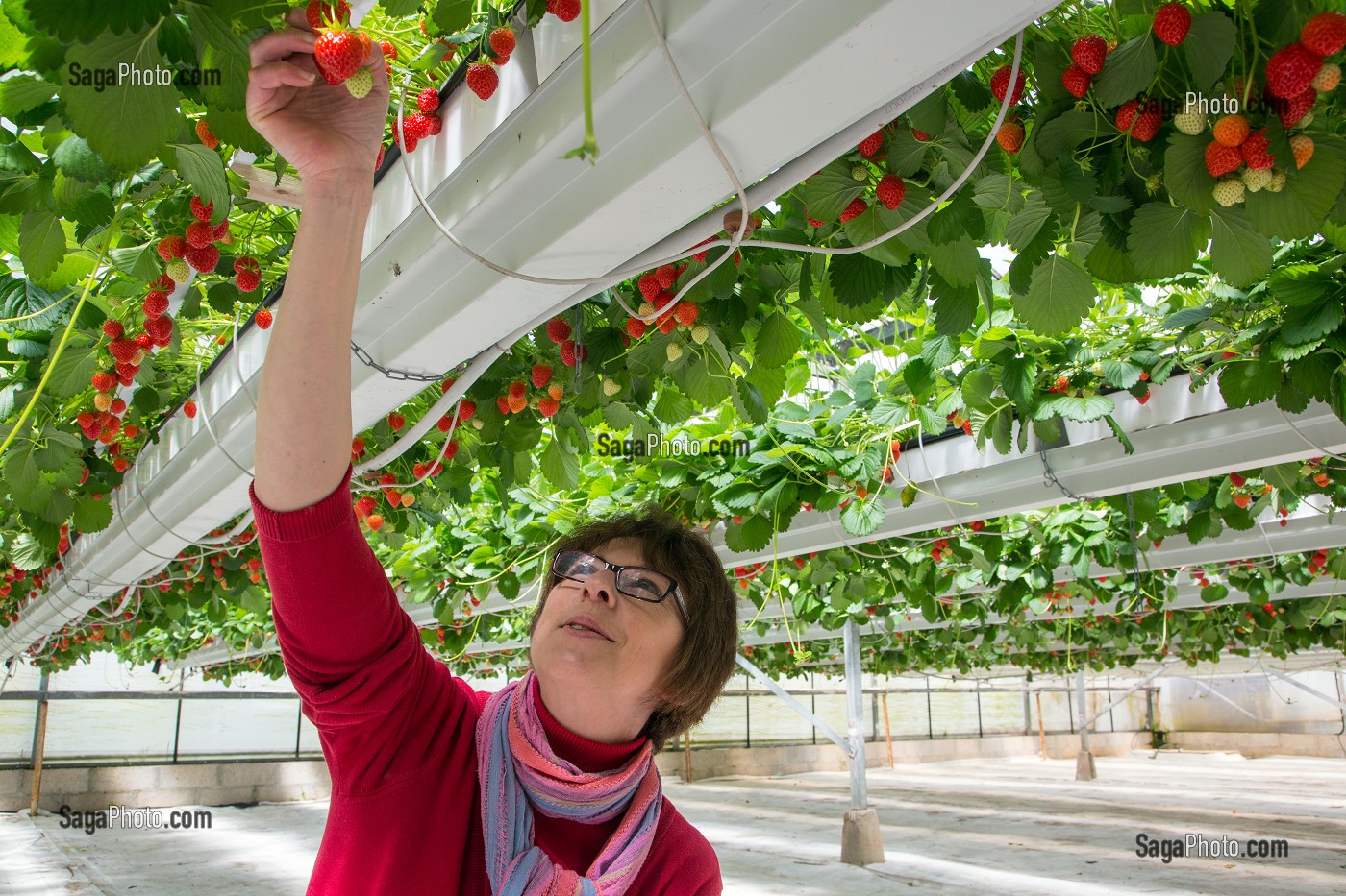 NATHALIE DE WEVER, COMMERCANTE ADHERENTE DU MOUVEMENT LOCAVORE, DEGUSTANT LES FRAISES DE LA VARIETE MARA DES BOIS, PRODUCTION DE MAXIME SAMPERS, ROMILLY-LA-PUTHENAYE, EURE (27), FRANCE 
