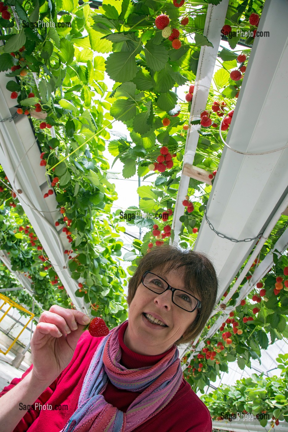NATHALIE DE WEVER, COMMERCANTE ADHERENTE DU MOUVEMENT LOCAVORE, DEGUSTANT LES FRAISES DE LA VARIETE MARA DES BOIS, PRODUCTION DE MAXIME SAMPERS, ROMILLY-LA-PUTHENAYE, EURE (27), FRANCE 