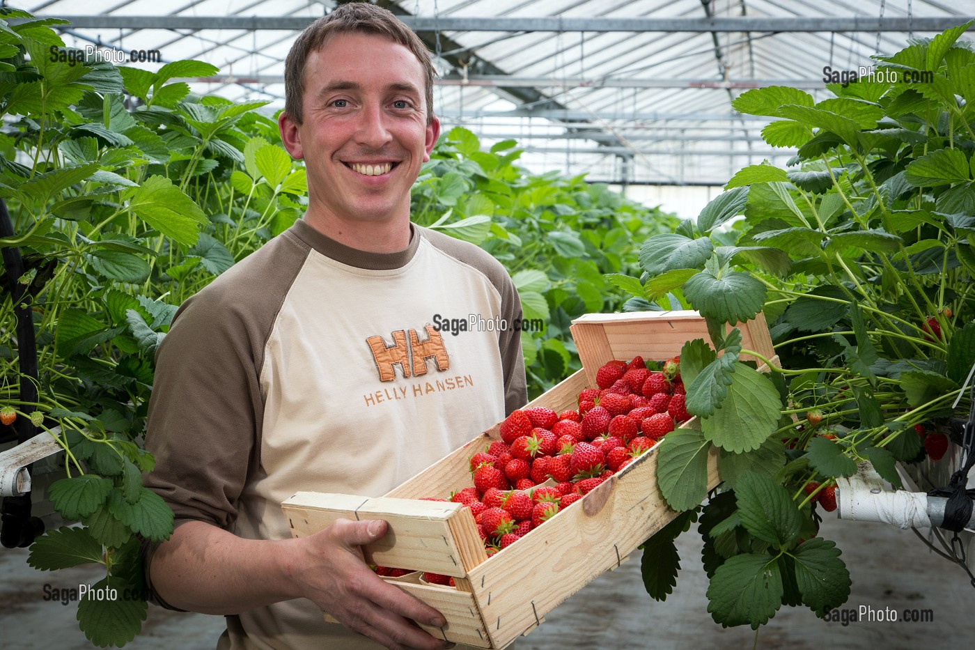 MAXIME SAMPERS, PRODUCTEUR DE FRAISES DE LA VARIETE MARA DES BOIS, DANS SA SERRE, ROMILLY-LA-PUTHENAYE, EURE (27), FRANCE 