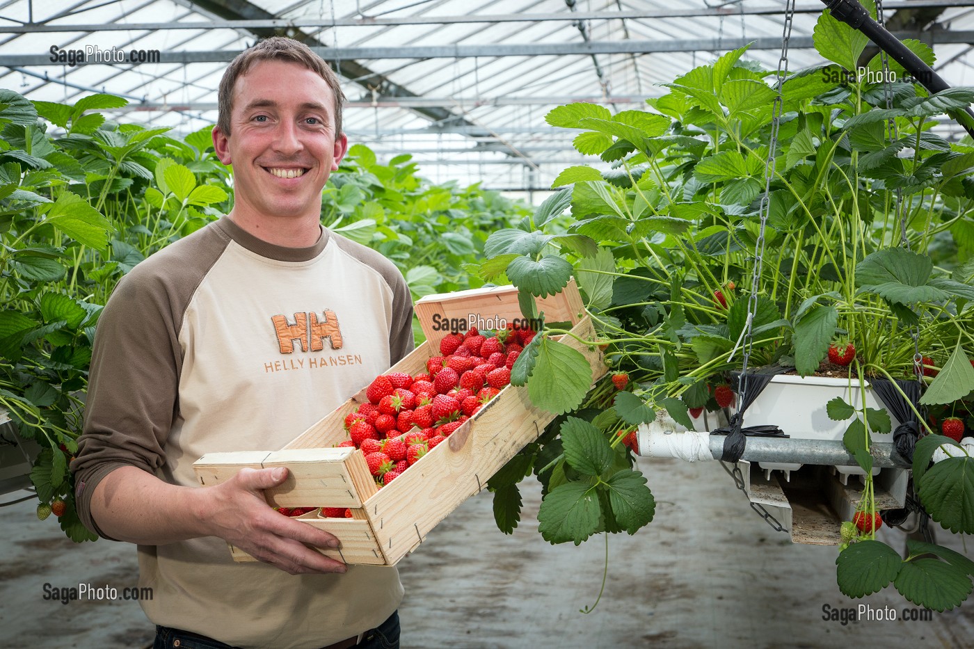MAXIME SAMPERS, PRODUCTEUR DE FRAISES DE LA VARIETE MARA DES BOIS, DANS SA SERRE, ROMILLY-LA-PUTHENAYE, EURE (27), FRANCE 