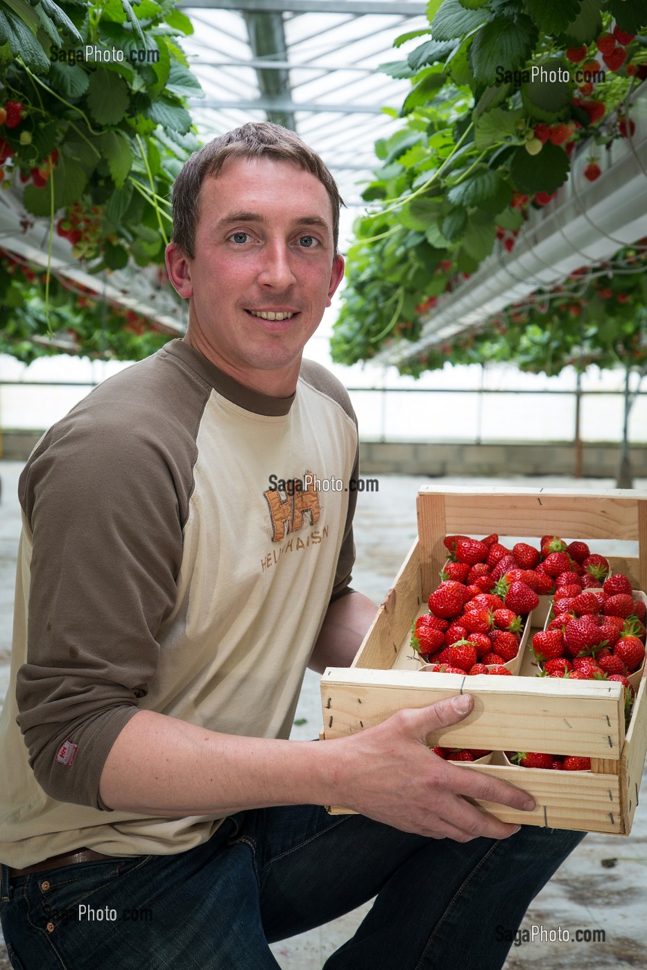 MAXIME SAMPERS, PRODUCTEUR DE FRAISES DE LA VARIETE MARA DES BOIS, DANS SA SERRE, ROMILLY-LA-PUTHENAYE, EURE (27), FRANCE 