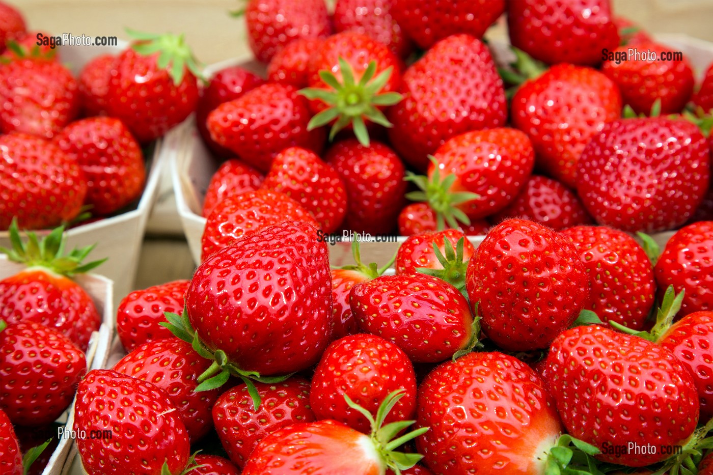 FRAISES DE LA VARIETE MARA DES BOIS, PRODUCTION DE MAXIME SAMPERS, ROMILLY-LA-PUTHENAYE, EURE (27), FRANCE 
