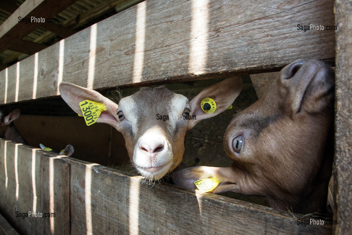ELEVAGE DE CHEVRES, CHEVRERIE DE LA FERME DE LA HUTTE, LONGNY-AU-PERCHE, ORNE (61), FRANCE 