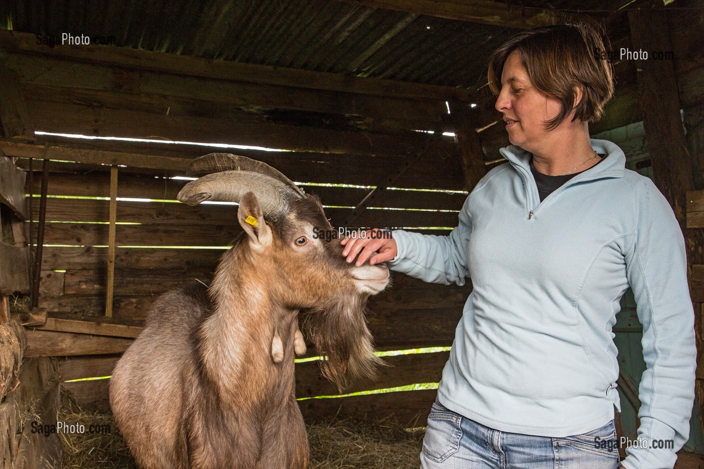 SYLVIE LHOSTE, ELEVEUSE, CARESSANT UN BOUC, ELEVAGE DE CHEVRES, CHEVRERIE DE LA FERME DE LA HUTTE, LONGNY-AU-PERCHE, ORNE (61), FRANCE 