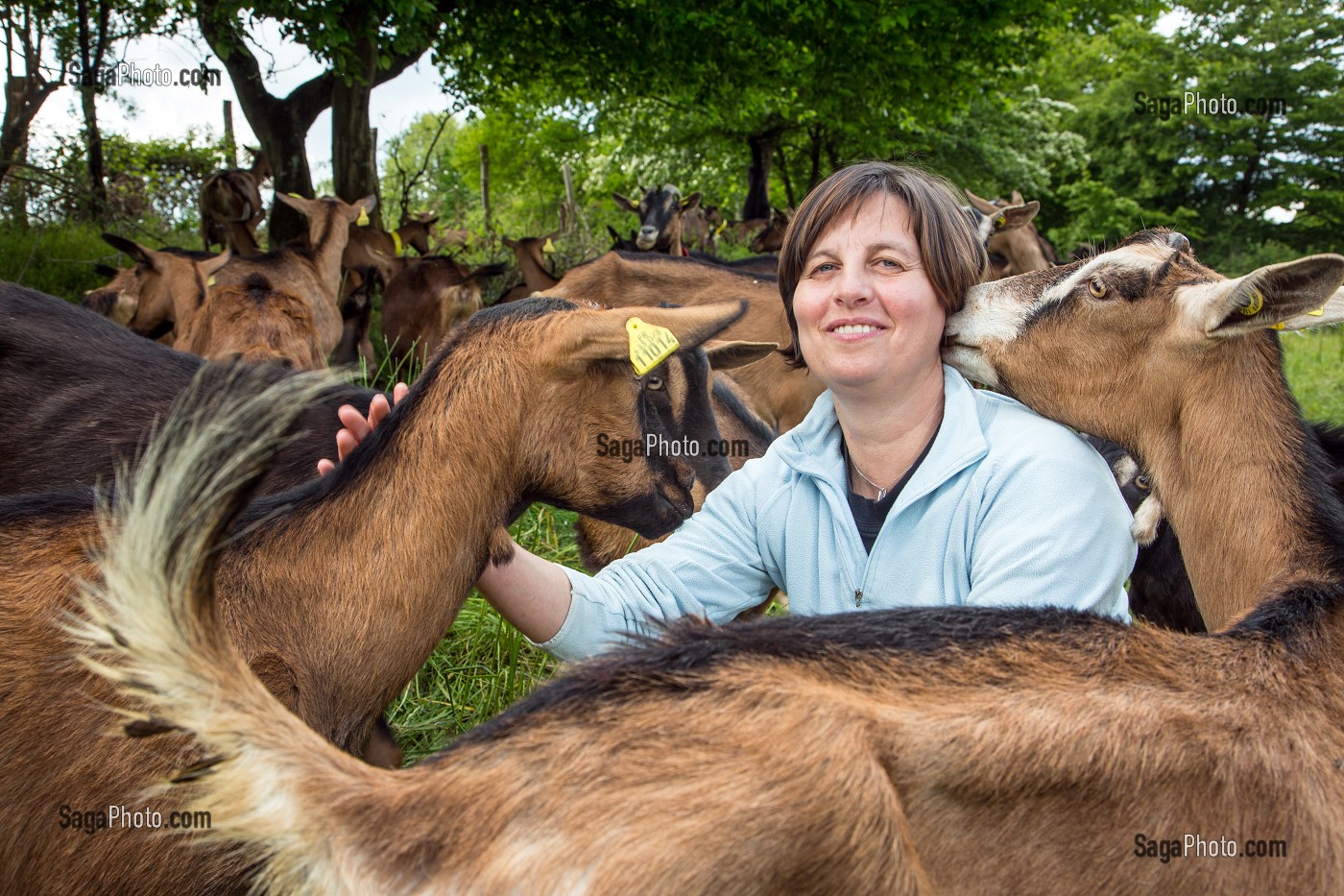SYLVIE LHOSTE, ELEVEUSE, AU MILIEU DE SES CHEVRES, ELEVAGE DE CHEVRES, A LA FERME DE LA HUTTE, LONGNY-AU-PERCHE, ORNE (61), FRANCE 