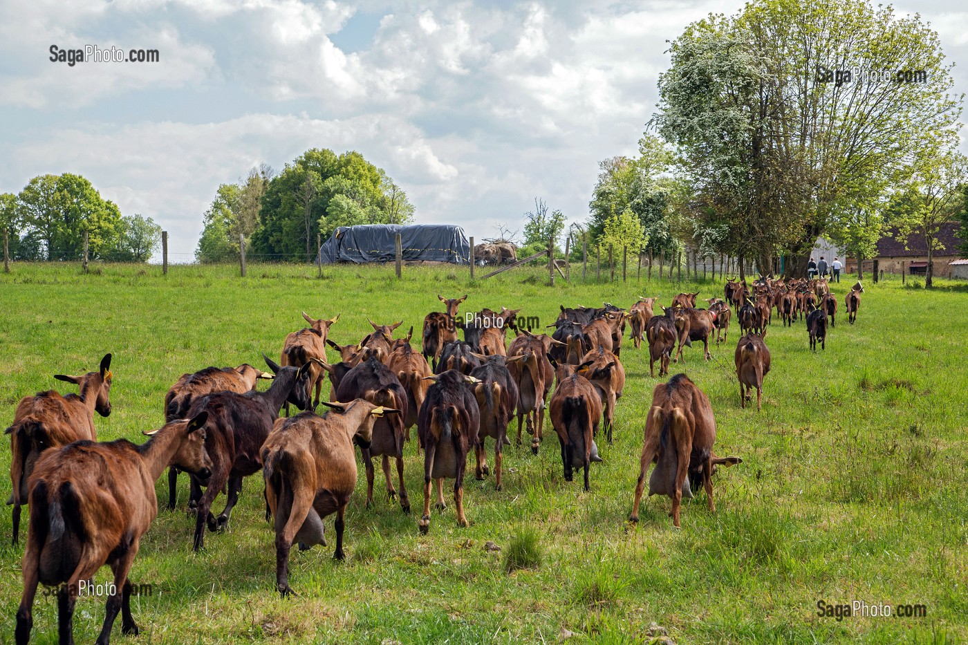 TROUPEAU RENTRANT A LA CHEVRERIE, ELEVAGE DE CHEVRES DE LA FERME DE LA HUTTE, LONGNY-AU-PERCHE, ORNE (61), FRANCE 