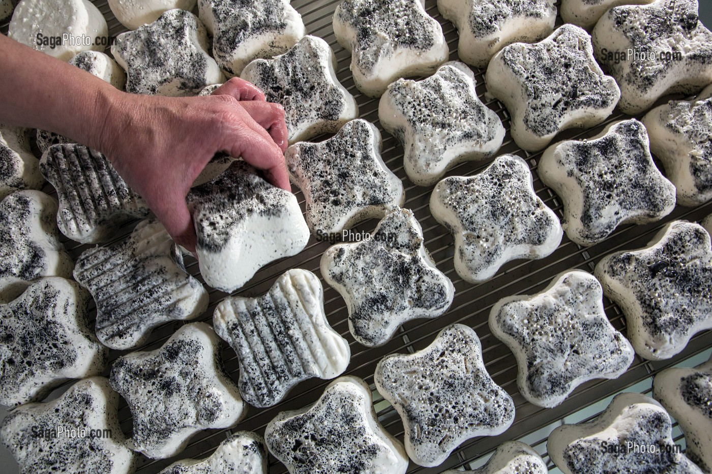 AFFINAGE DU TREFLE, PRODUCTION DE FROMAGES DE CHEVRE PAR SYLVIE LHOSTE, FROMAGERIE ARTISANALE DE LA FERME DE LA HUTTE, LONGNY-AU-PERCHE, ORNE (61), FRANCE 