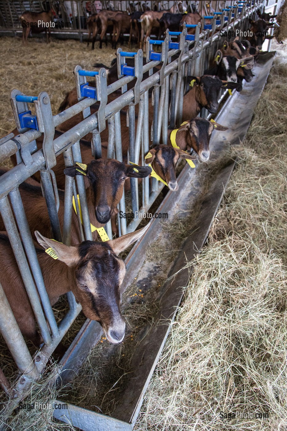 ALIMENTATION DES CHEVRES EN STABULE, CHEVRERIE DE LA FERME DE LA HUTTE, LONGNY-AU-PERCHE, ORNE (61), FRANCE 