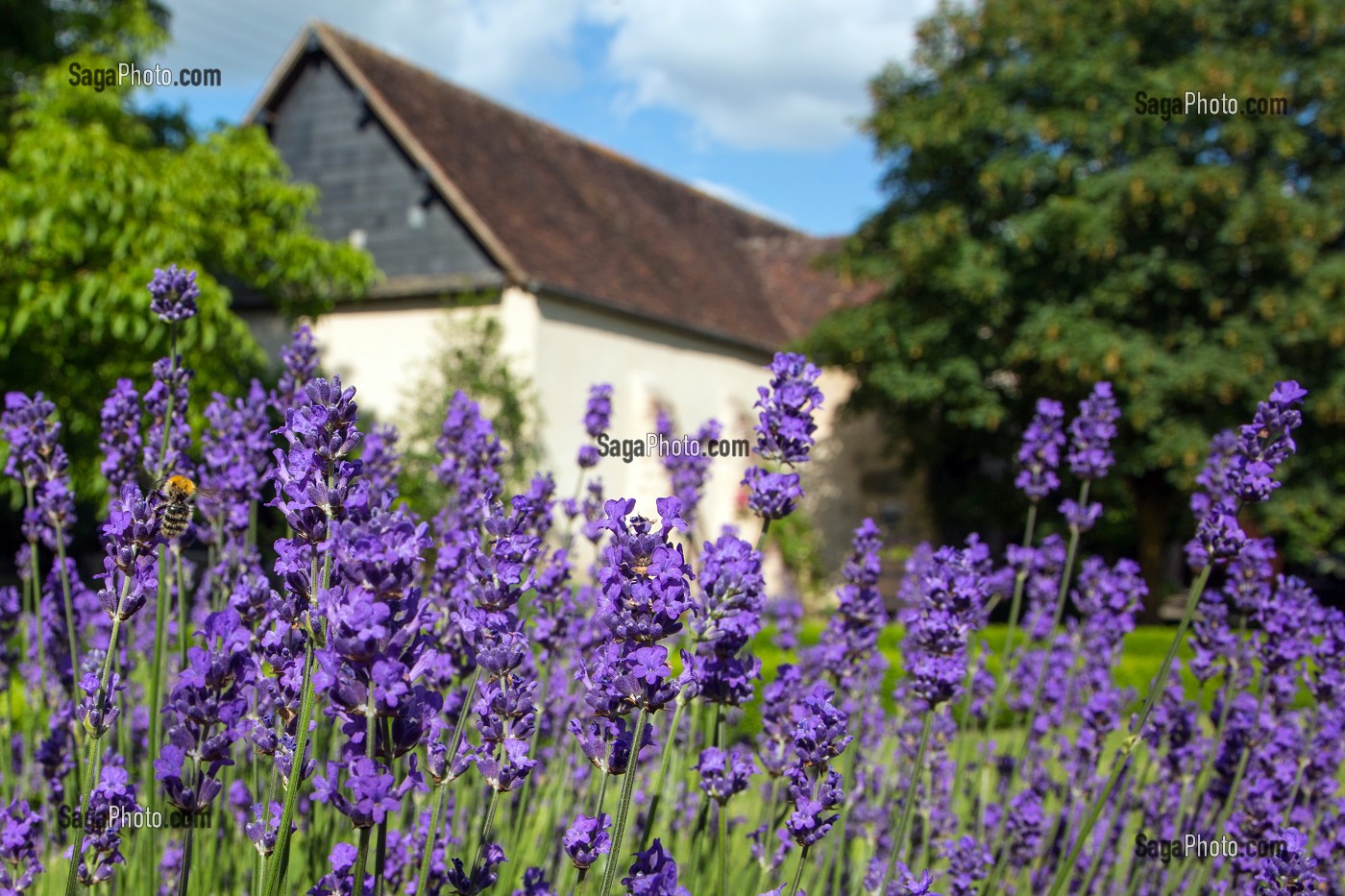 PLANTS DE LAVANDE EN FLEURS, FRANCE 