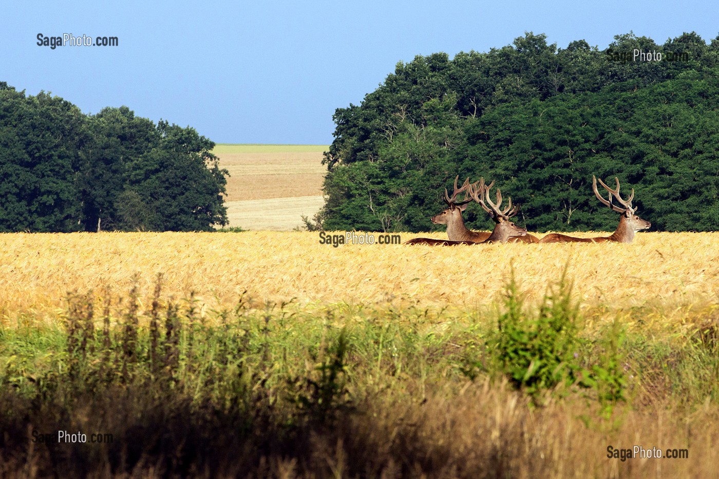 TROIS CERFS DANS UN CHAMPS DE BLE, DANGERS, EURE-ET-LOIR (28), FRANCE 