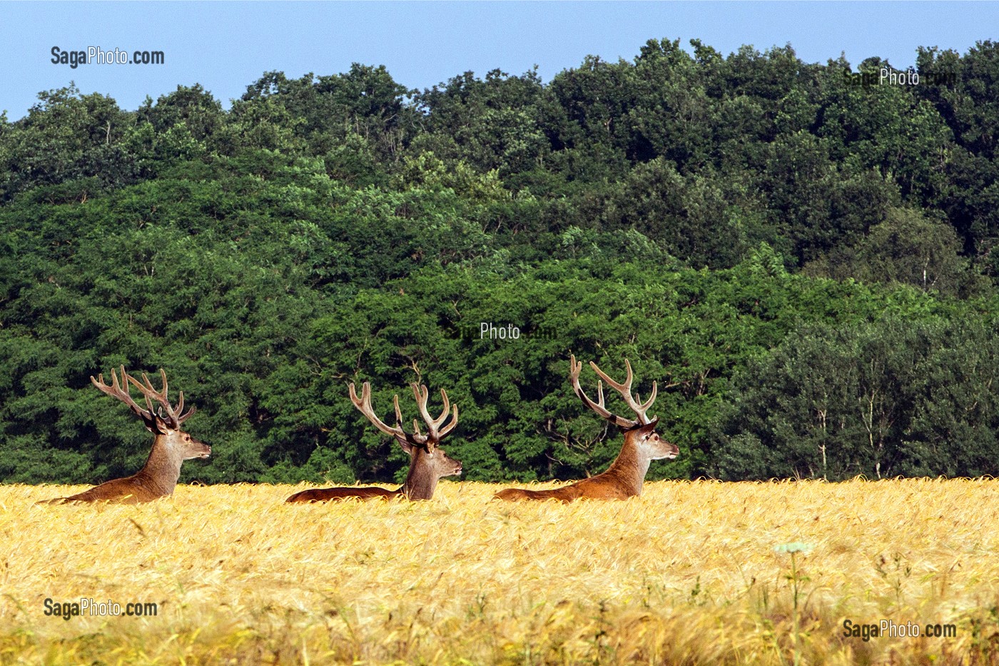 TROIS CERFS DANS UN CHAMPS DE BLE, DANGERS, EURE-ET-LOIR (28), FRANCE 