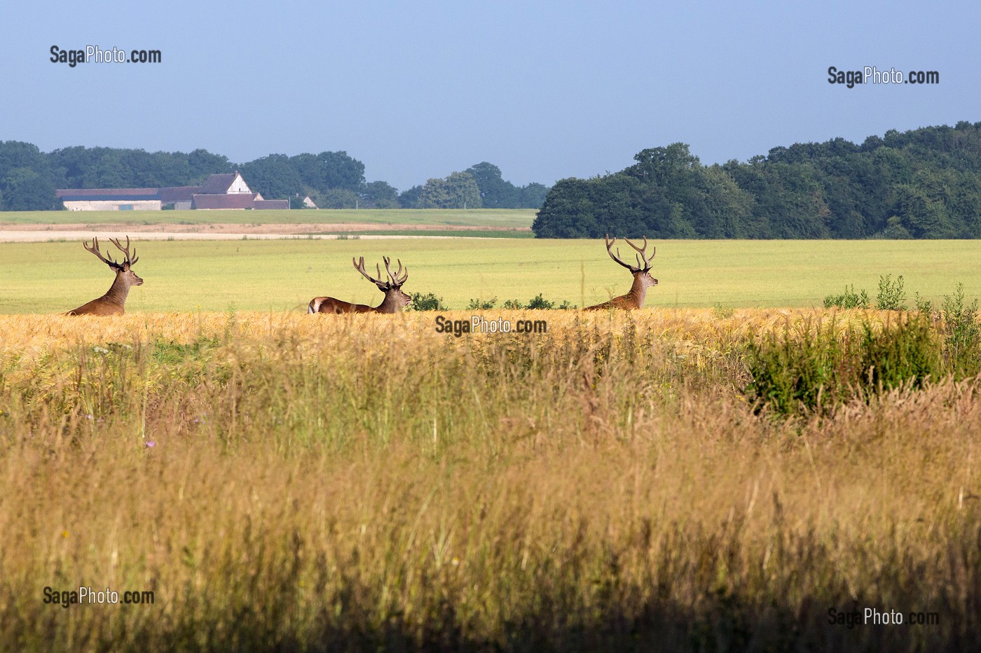 TROIS CERFS DANS UN CHAMPS DE BLE, DANGERS, EURE-ET-LOIR (28), FRANCE 