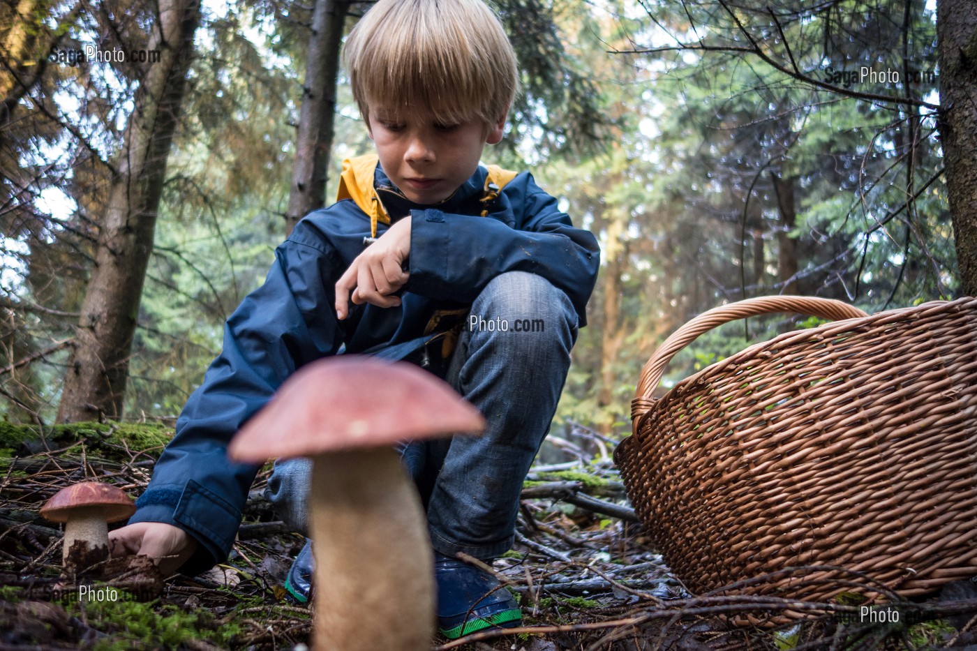 RAMASSAGE DES CEPES (BOLET ORANGE), FORET DE CONCHES, EURE (27), FRANCE 