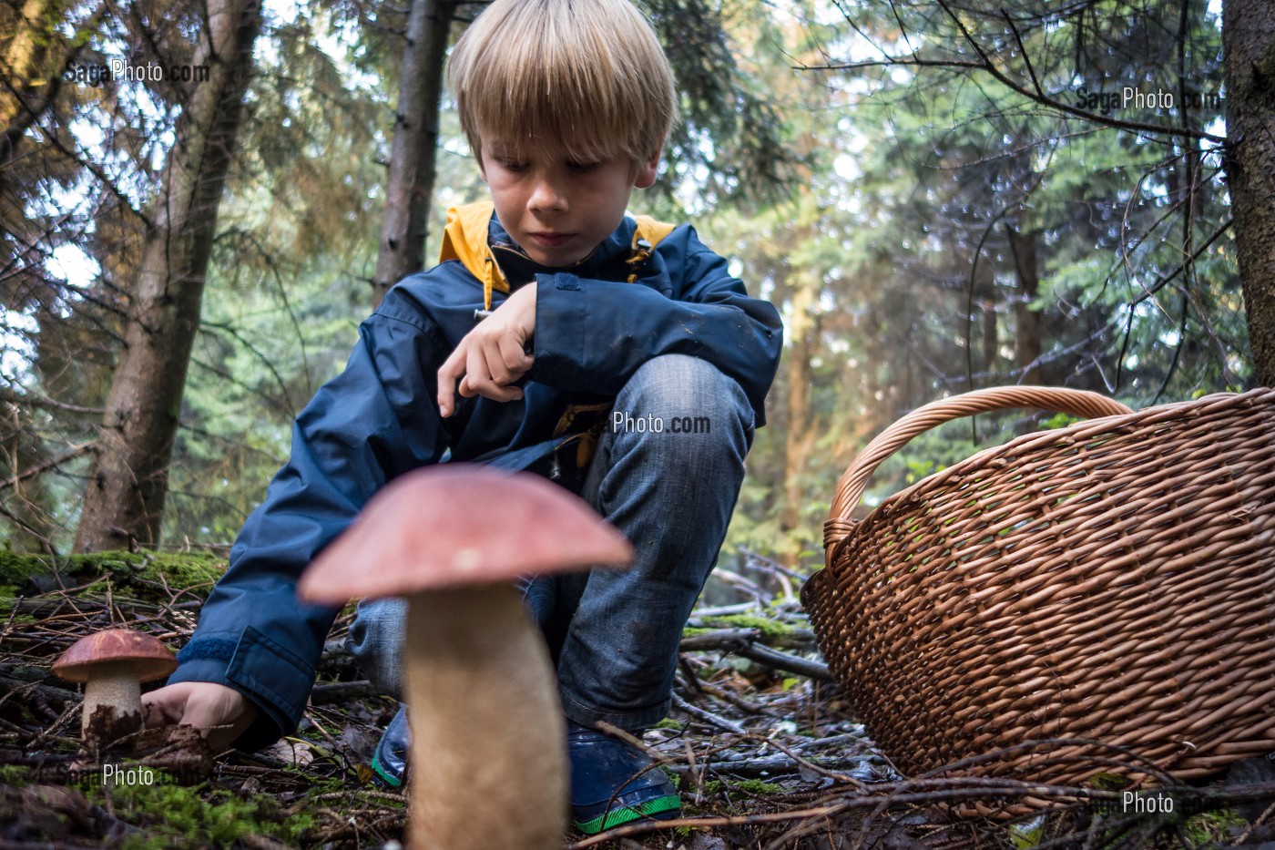 RAMASSAGE DES CEPES (BOLET ORANGE), FORET DE CONCHES, EURE (27), FRANCE 