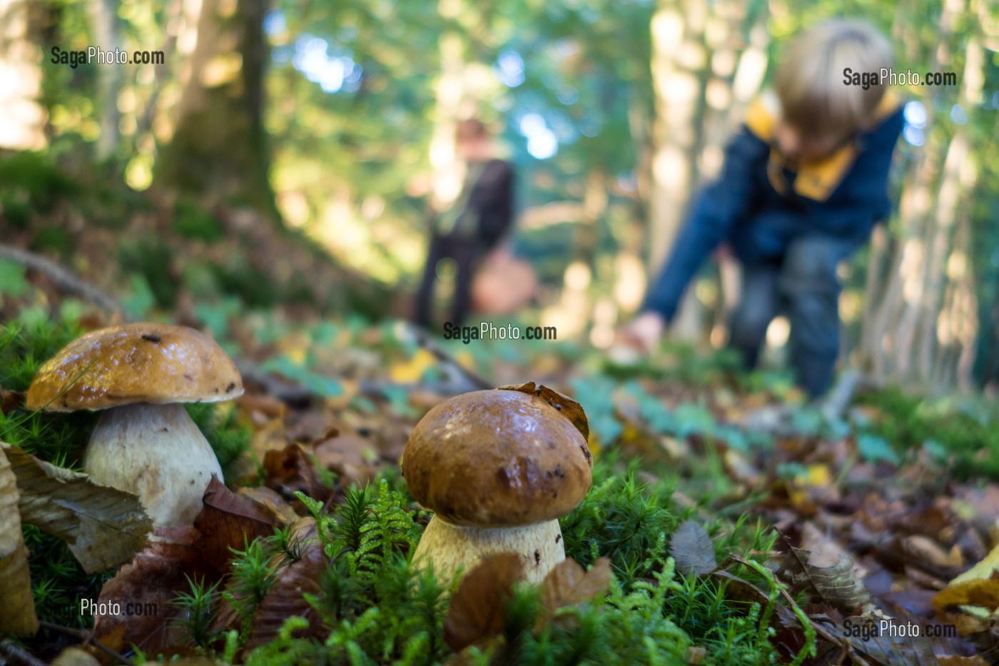 RAMASSAGE DES CEPES DE BORDEAUX (BOLETUS), FORET DE CONCHES, EURE (27), FRANCE 