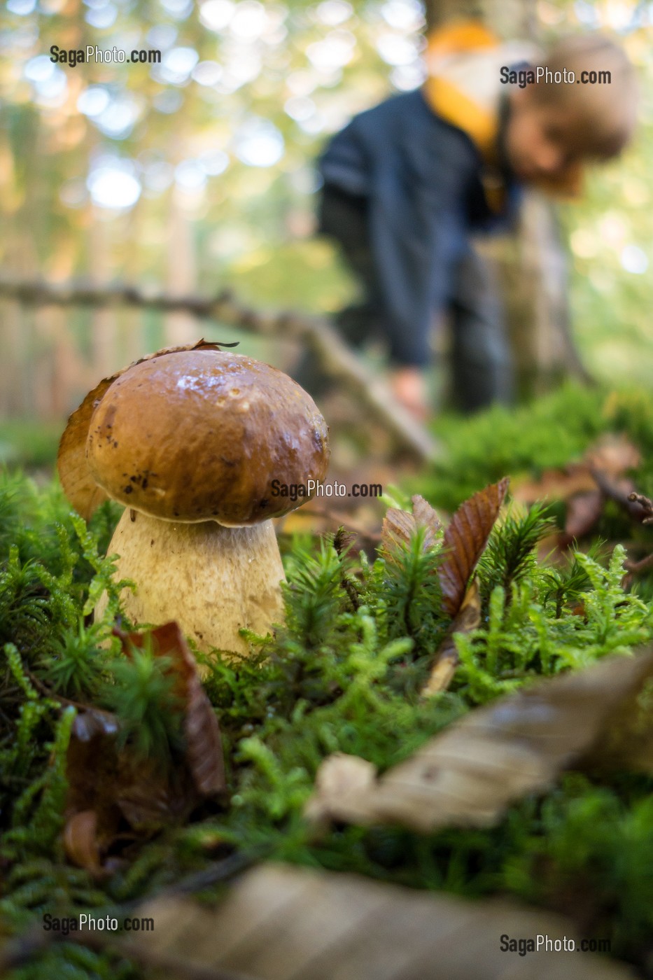 RAMASSAGE DES CEPES DE BORDEAUX (BOLETUS), FORET DE CONCHES, EURE (27), FRANCE 