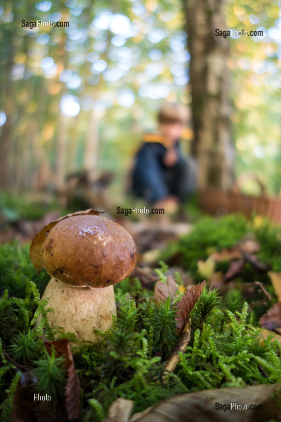 RAMASSAGE DES CEPES DE BORDEAUX (BOLETUS), FORET DE CONCHES, EURE (27), FRANCE 