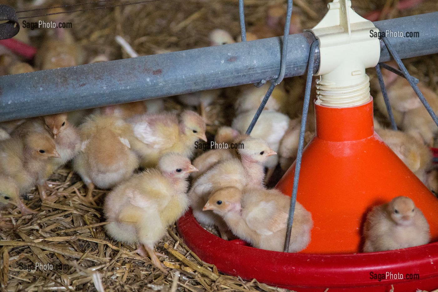 ELEVAGE DE POULETS DE LOUE (POUSSINS EN BATTERIE), MAYENNE (53), FRANCE 