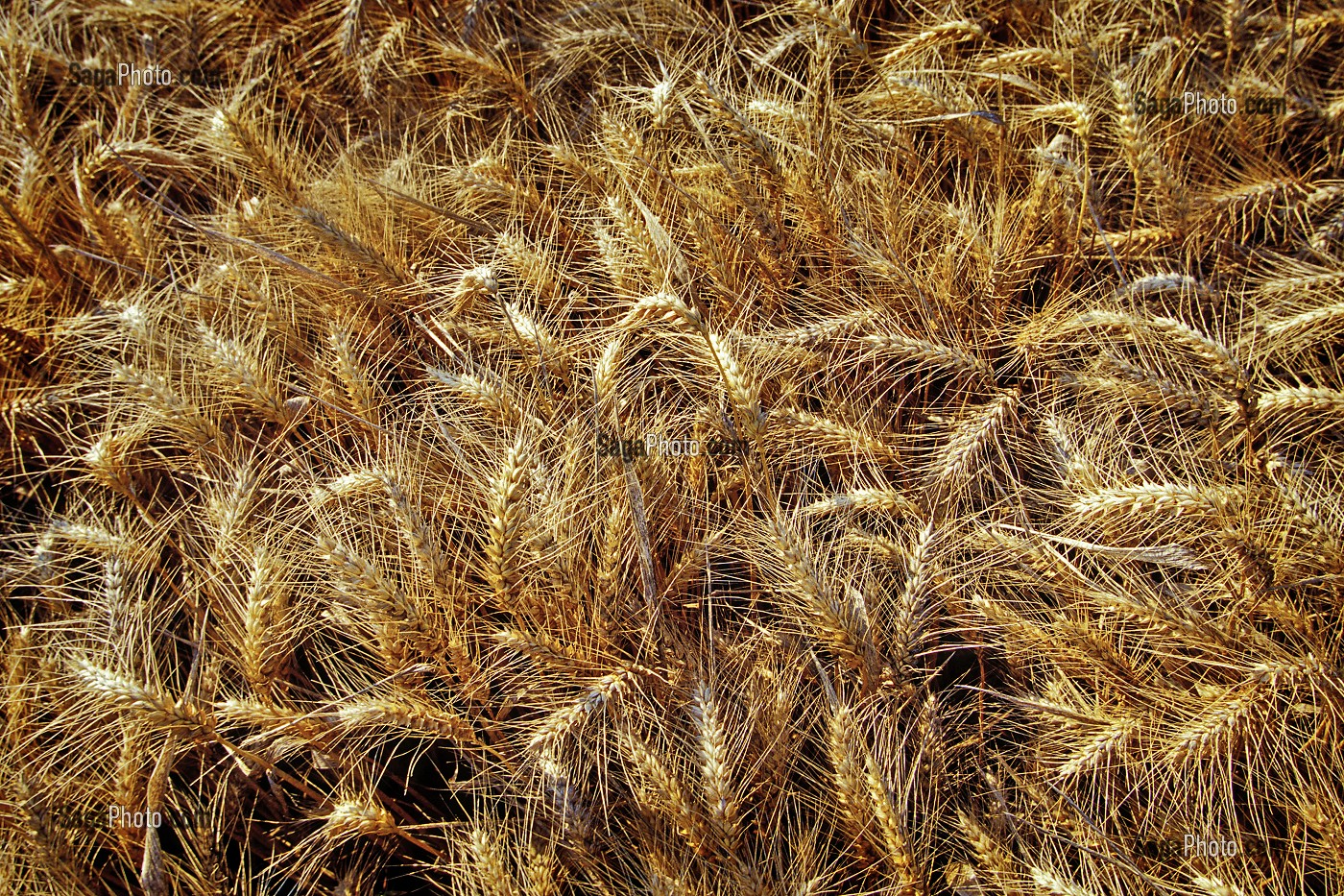 CHAMPS DE BLE BARBU AUX EPIS AUX LONGS POILS (PROTECTION CONTRE LES PREDATEURS), BEAUCE (28) EURE-ET-LOIR, FRANCE 