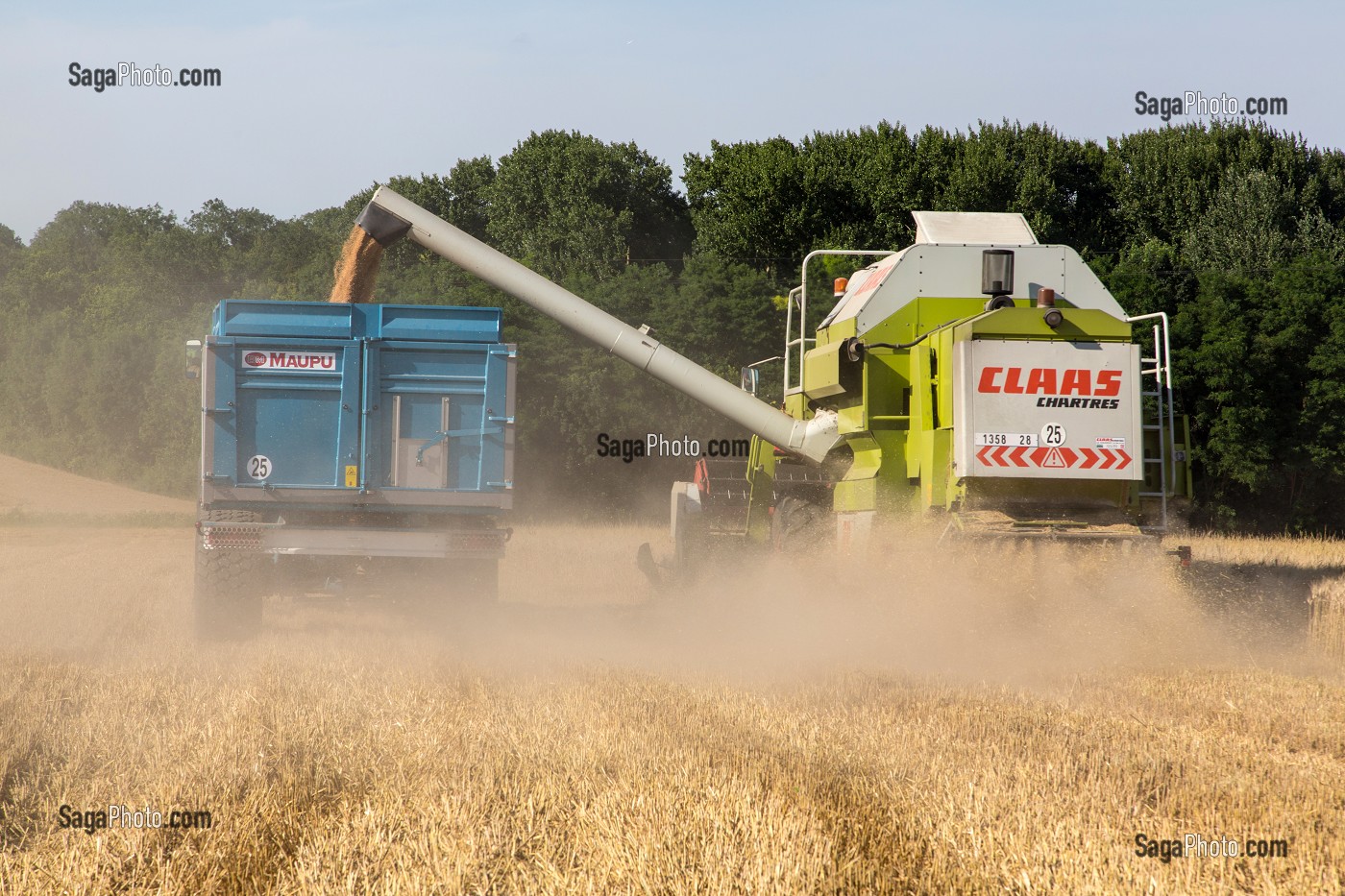 MOISSON DU BLE DUR POUR LES PATES ALIMENTAIRES DANS LA BEAUCE, EURE-ET-LOIR (28), FRANCE 