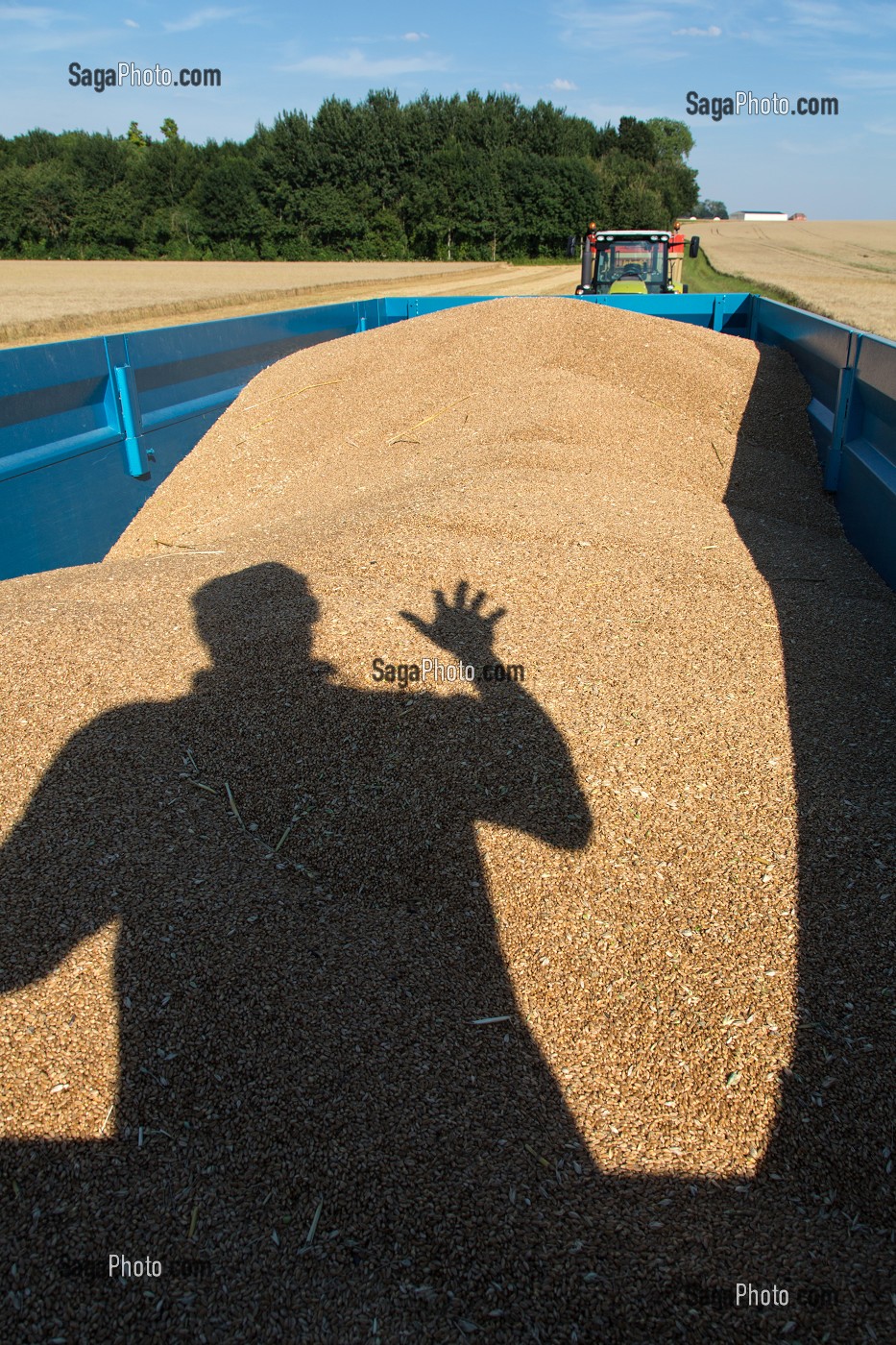 AGRICULTEUR DANS SA REMORQUE PENDANT LA MOISSON, BLE DUR POUR LA FABRICATION DES PATES ALIMENTAIRES, BEAUCE, EURE-ET-LOIR (28), FRANCE 