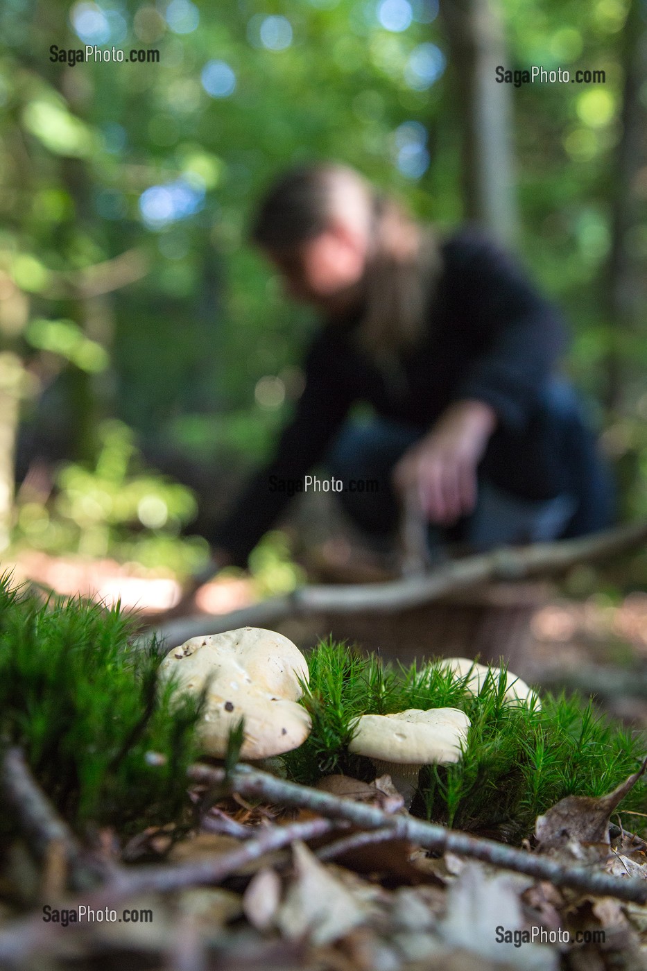 CUEILLETTE DE CHAMPIGNONS COMESTIBLES (PIED DE MOUTON) EN FORET DE CONCHES-EN-OUCHE, EURE (27), FRANCE 