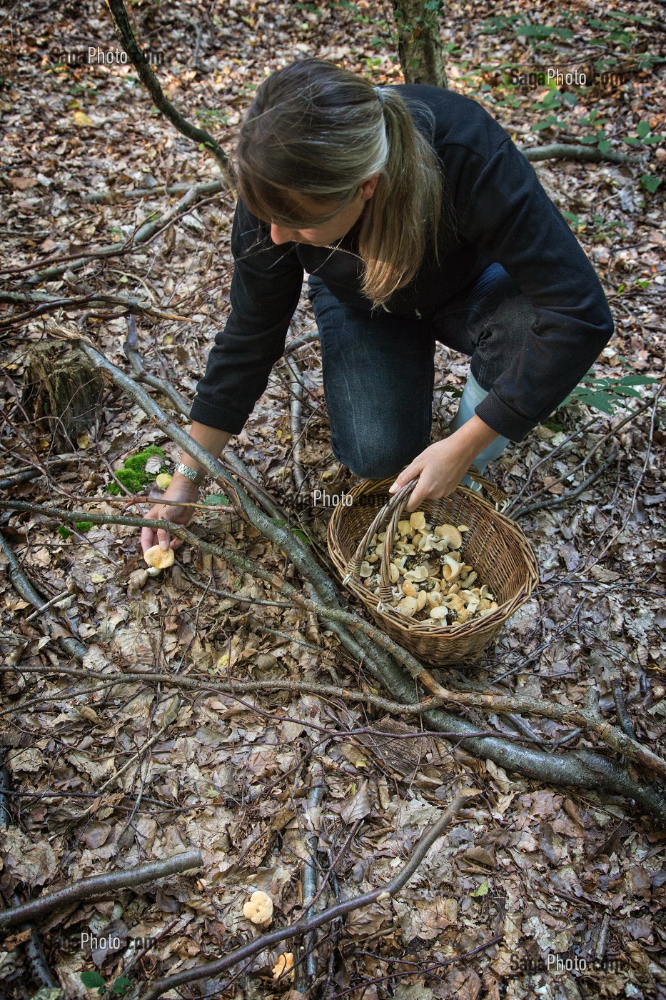 CUEILLETTE DE CHAMPIGNONS COMESTIBLES (PIED DE MOUTON) EN FORET DE CONCHES-EN-OUCHE, EURE (27), FRANCE 