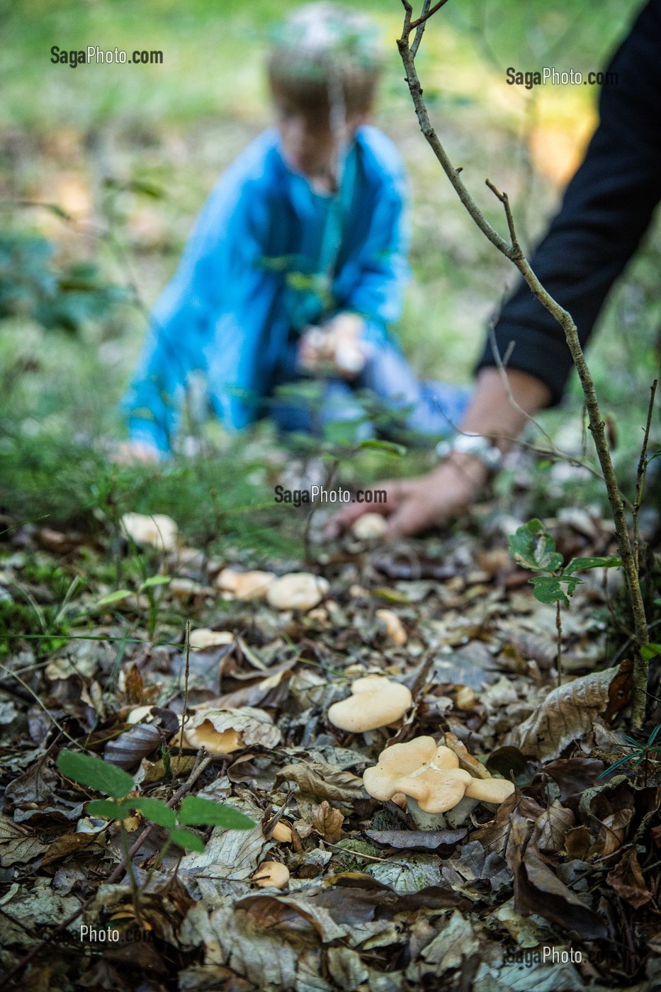 CUEILLETTE DE CHAMPIGNONS COMESTIBLES (PIED DE MOUTON) EN FORET DE CONCHES-EN-OUCHE, EURE (27), FRANCE 