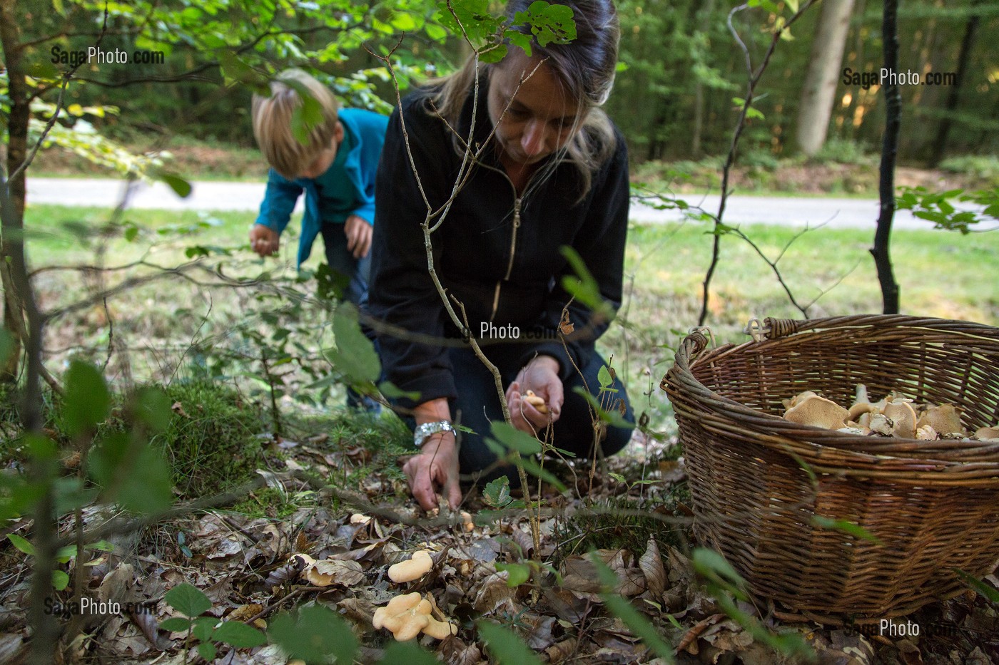 CUEILLETTE DE CHAMPIGNONS COMESTIBLES (PIED DE MOUTON) EN FORET DE CONCHES-EN-OUCHE, EURE (27), FRANCE 