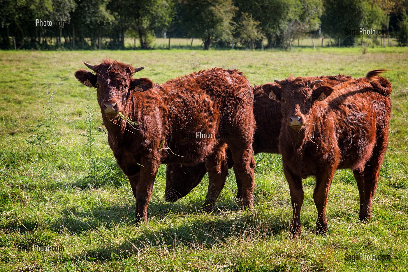 VACHES ROUSSES DE RACE SALERS DANS UN PATURAGE, NORMANDIE, FRANCE 