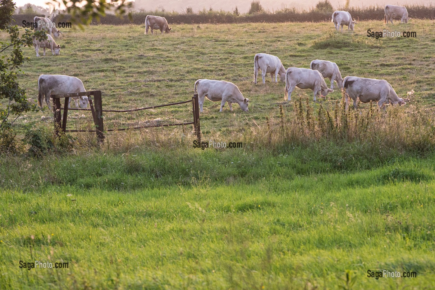TROUPEAU DE VACHES LIMOUSINES AU PATURAGE, LA NEUVE-LYRE (27), FRANCE 