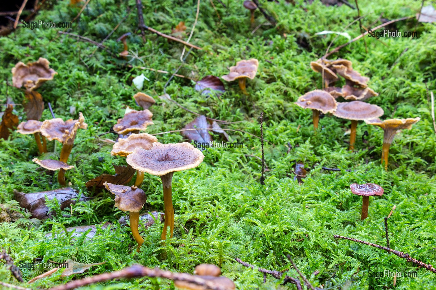 CHANTERELLES D'AUTOMNE DANS LA MOUSSE VERTE, FORET DE CONCHES (27), FRANCE 
