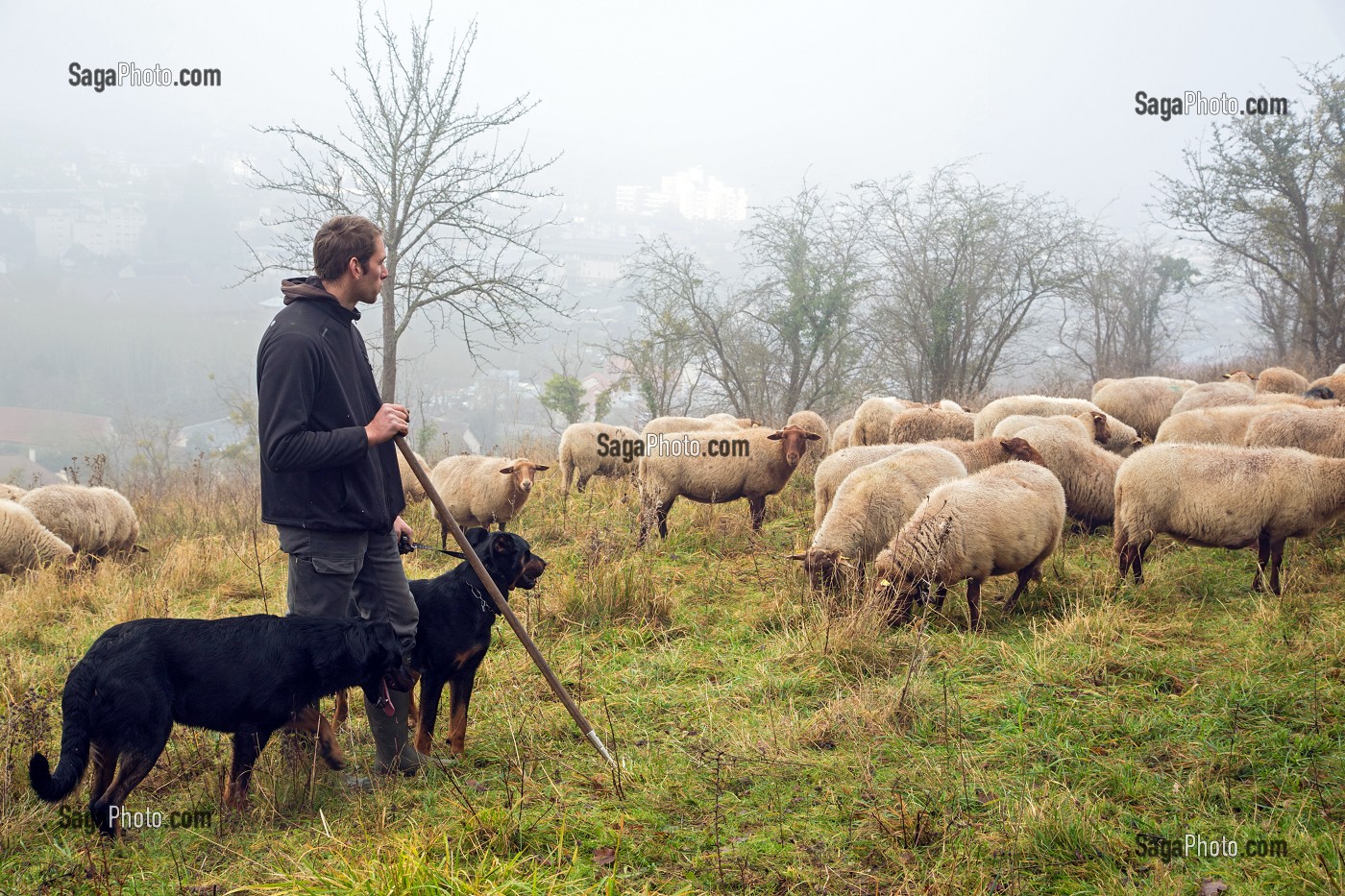 BENOIT VOISIN, BERGER MUNICIPAL (EMPLOYE COMMUNAL) AVEC SON TROUPEAU DE MOUTONS DE RACE SOLOGNOT (LAINE ET VIANDES) POUR LA GESTION ECO PASTORALE DES COTEAUX CALCAIRES CLASSES AU RESEAU NATURA 2000, VILLE D'EVREUX (27) FRANCE 