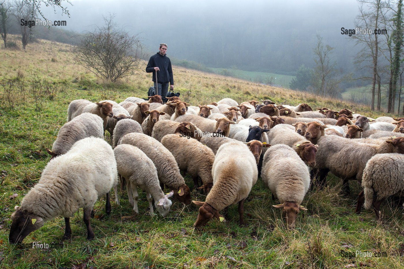 BENOIT VOISIN, BERGER MUNICIPAL (EMPLOYE COMMUNAL) AVEC SON TROUPEAU DE MOUTONS DE RACE SOLOGNOT (LAINE ET VIANDES) POUR LA GESTION ECO PASTORALE DES COTEAUX CALCAIRES CLASSES AU RESEAU NATURA 2000, VILLE D'EVREUX (27) FRANCE 