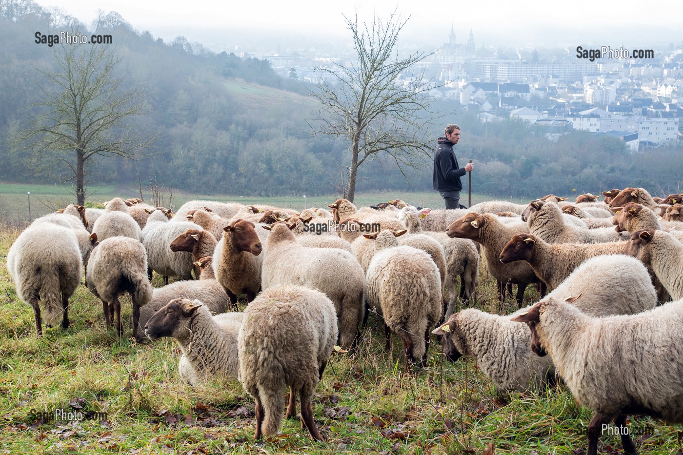 BENOIT VOISIN, BERGER MUNICIPAL (EMPLOYE COMMUNAL) AVEC SON TROUPEAU DE MOUTONS DE RACE SOLOGNOT (LAINE ET VIANDES) POUR LA GESTION ECO PASTORALE DES COTEAUX CALCAIRES CLASSES AU RESEAU NATURA 2000, VILLE D'EVREUX (27) FRANCE 