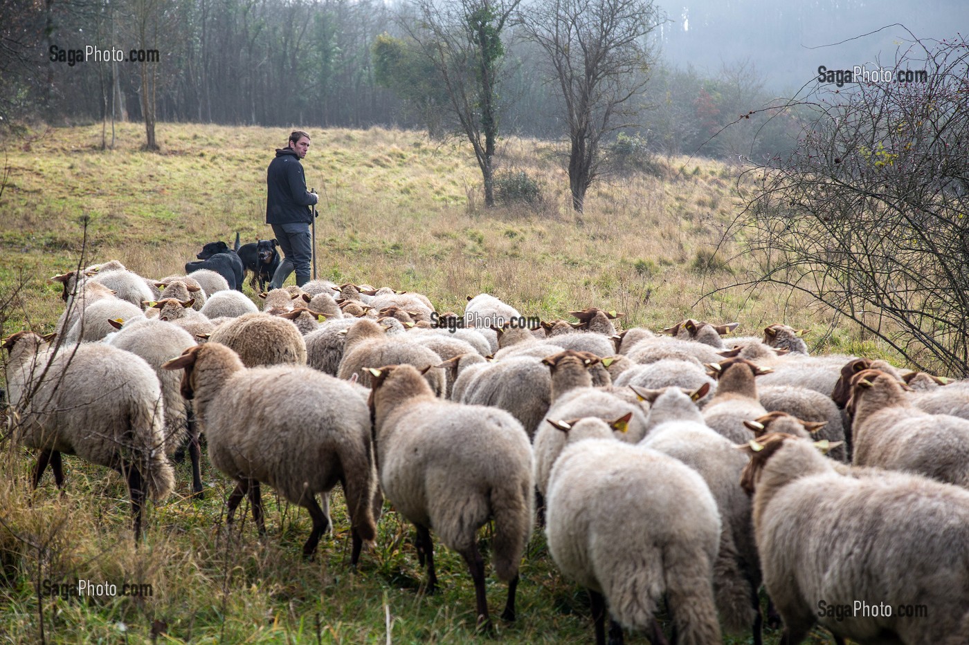 BENOIT VOISIN, BERGER MUNICIPAL (EMPLOYE COMMUNAL) AVEC SON TROUPEAU DE MOUTONS DE RACE SOLOGNOT (LAINE ET VIANDES) POUR LA GESTION ECO PASTORALE DES COTEAUX CALCAIRES CLASSES AU RESEAU NATURA 2000, VILLE D'EVREUX (27) FRANCE 