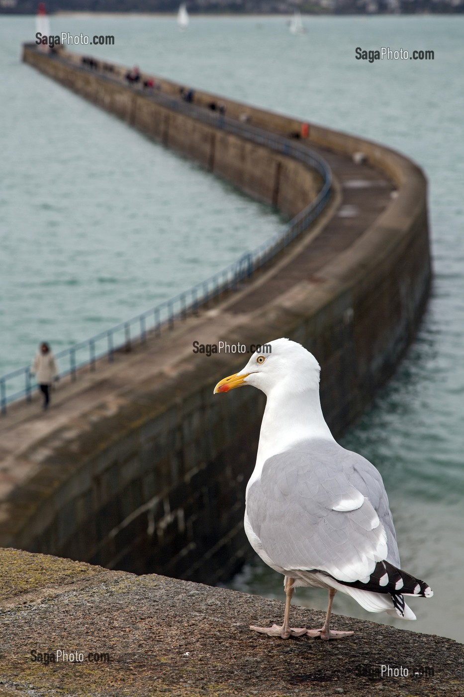 MOUETTE SUR LES REMPARTS AU DESSUS DE LA DIGUE,  SAINT-MALO (35), FRANCE 