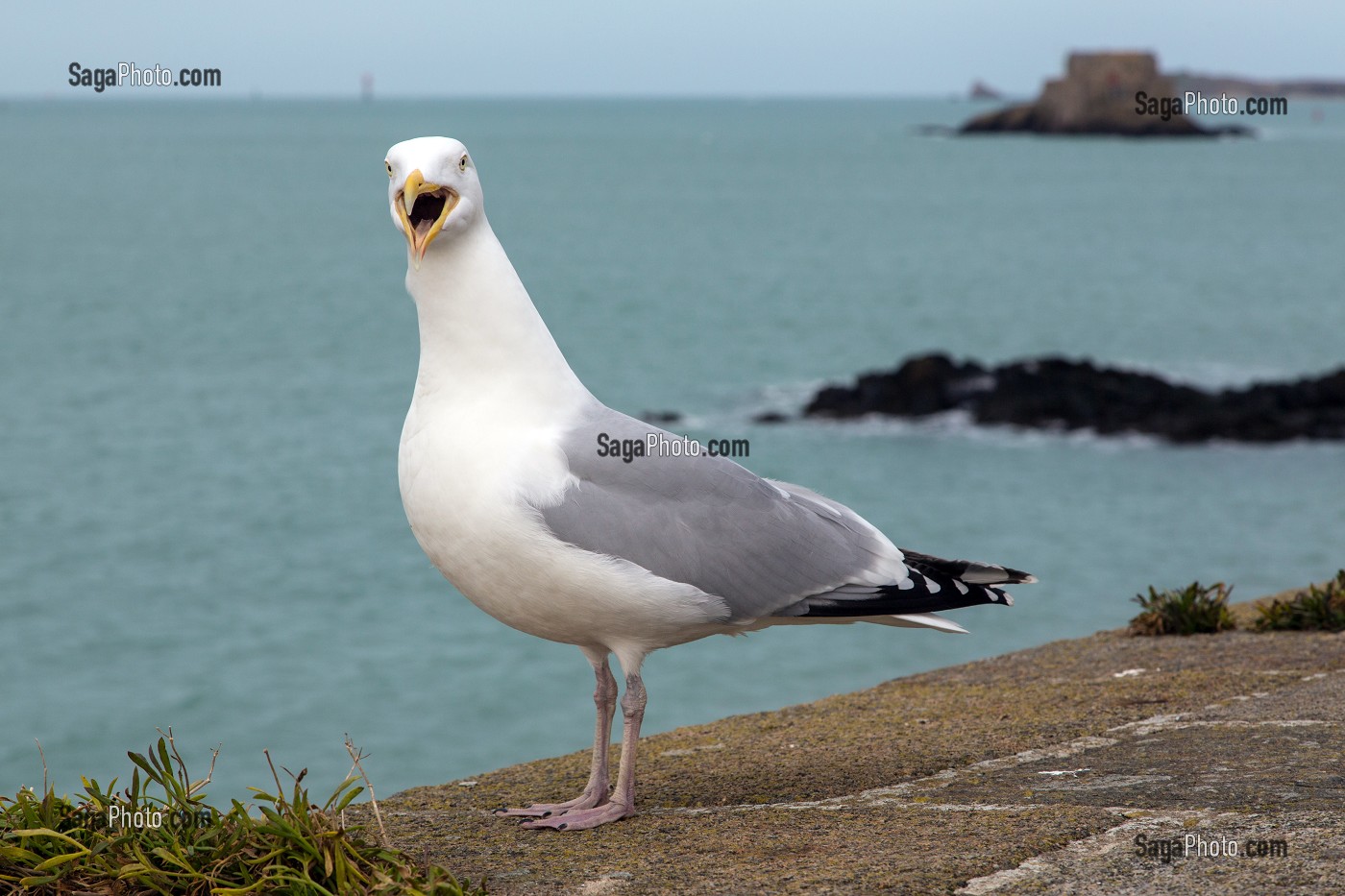 MOUETTE SUR LES REMPARTS DEVANT LE FORT NATIONAL,  SAINT-MALO (35), FRANCE 