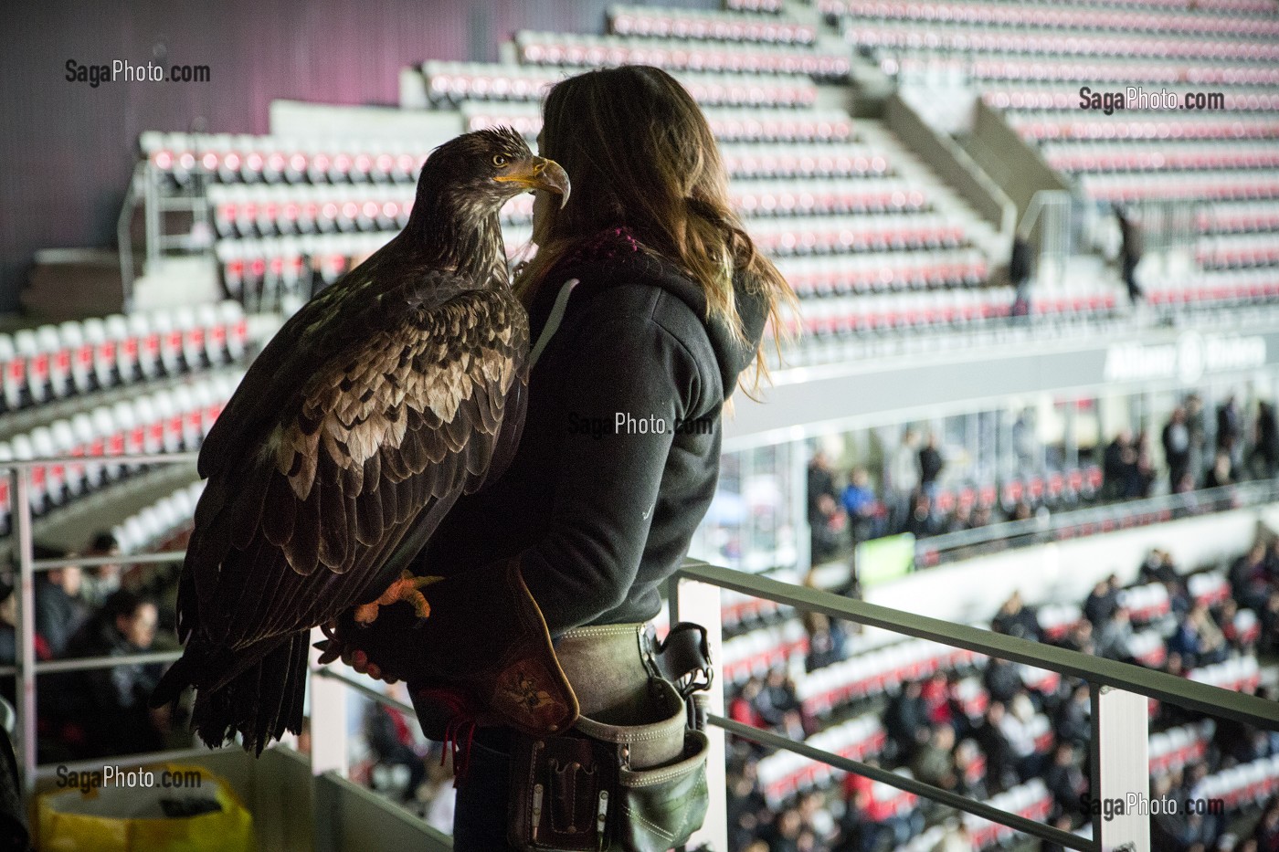 L'AIGLE, EMBLEME DE L'OGC NICE EN ATTENTE DE SURVOL DU TERRAIN AVANT LE COUP D'ENVOI, STADE ALLIANZ RIVIERA, NICE, (06) ALPES-MARITIMES, PACA, FRANCE 
