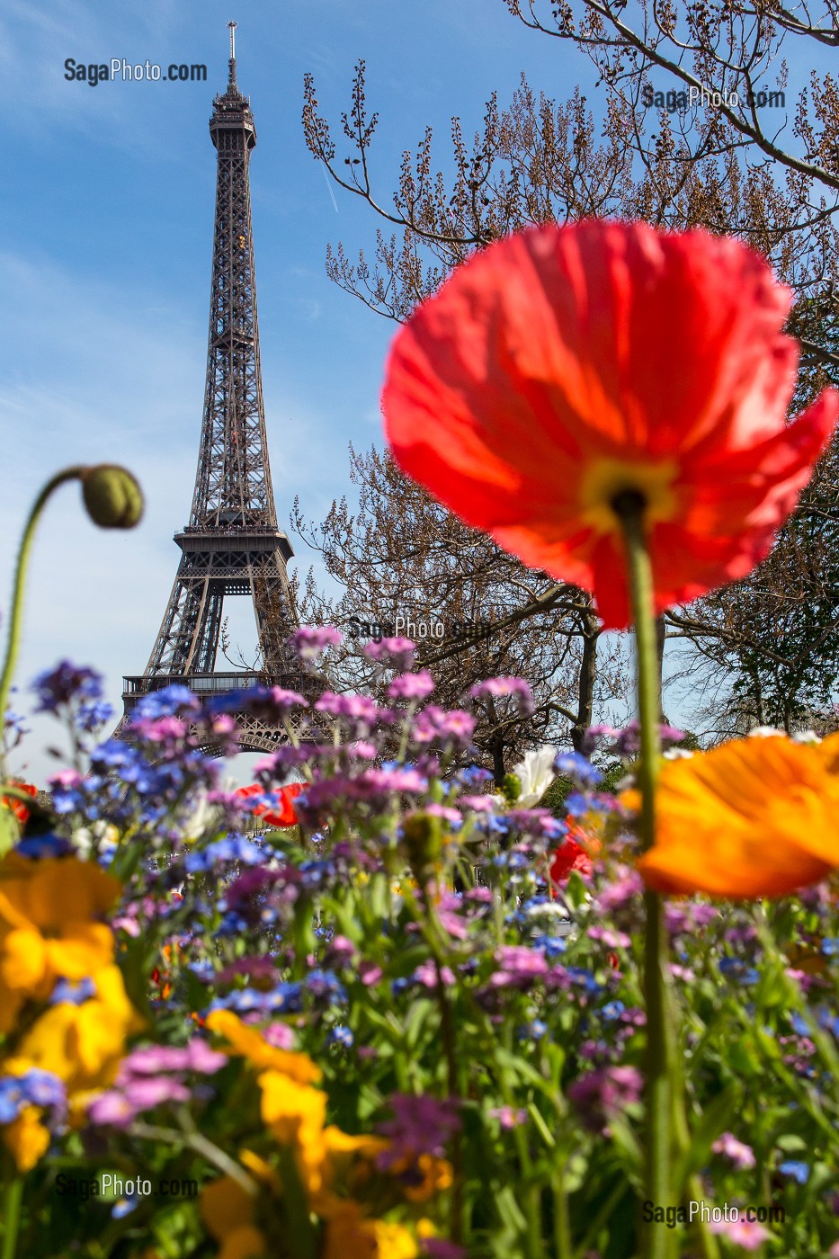 PARTERRE DE FLEURS AU PRINTEMPS, JARDIN DU TROCADERO DEVANT LA TOUR EIFFEL, 16 EME ARRONDISSEMENT, PARIS (75), FRANCE 