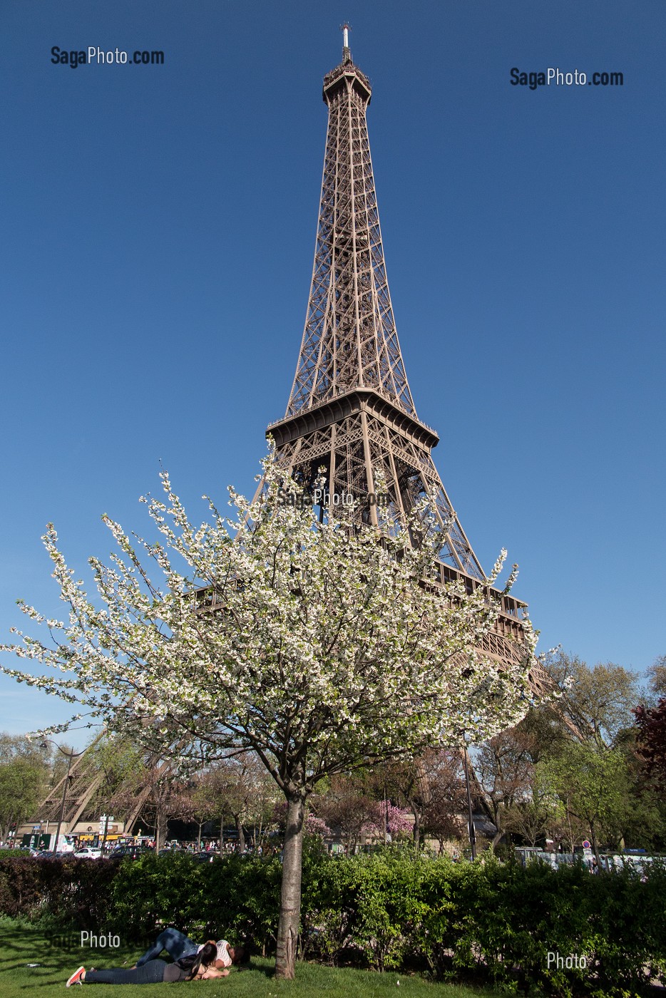 CERISIER EN FLEURS DANS LES JARDINS DU TROCADERO AVEC LA TOUR EIFFEL, 16 EME ARRONDISSEMENT, PARIS (75), FRANCE 