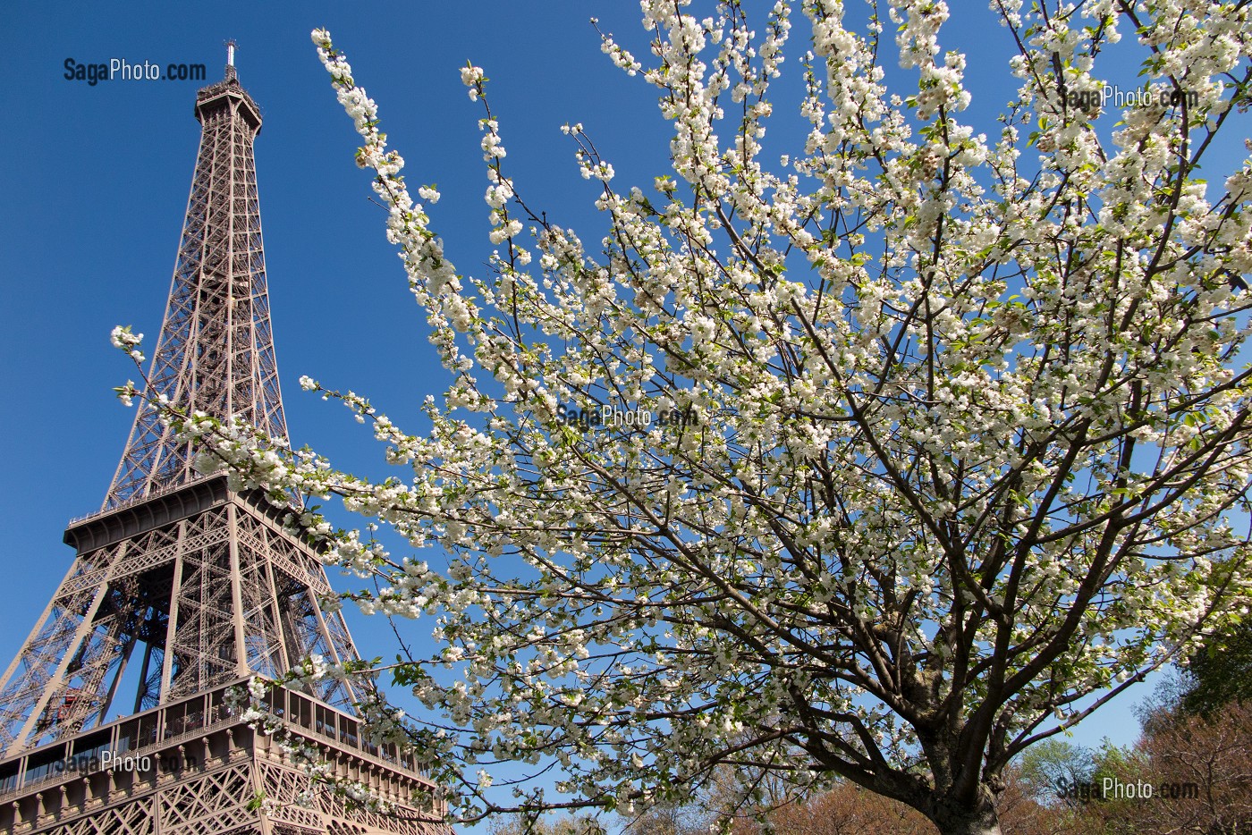 CERISIER EN FLEURS DANS LES JARDINS DU TROCADERO AVEC LA TOUR EIFFEL, 16 EME ARRONDISSEMENT, PARIS (75), FRANCE 