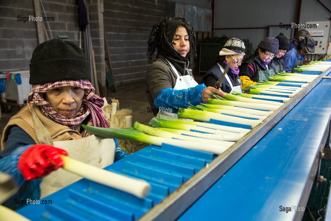 MAIN D’OEUVRE ETRANGERE ASIATIQUE POUR LE LAVAGE ET LE CONDITIONNEMENT DES POIREAUX, (41) LOIR-ET-CHER, FRANCE 