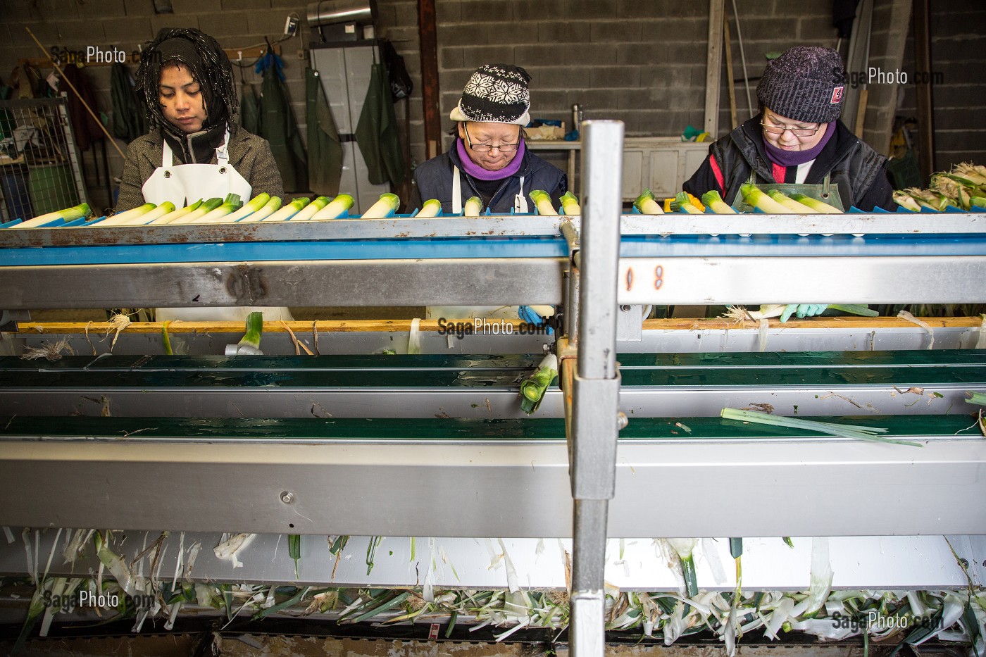 MAIN D’OEUVRE ETRANGERE ASIATIQUE POUR LE LAVAGE ET LE CONDITIONNEMENT DES POIREAUX, (41) LOIR-ET-CHER, FRANCE 