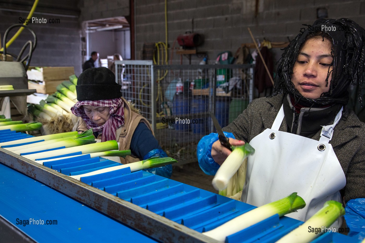 MAIN D’OEUVRE ETRANGERE ASIATIQUE POUR LE LAVAGE ET LE CONDITIONNEMENT DES POIREAUX, (41) LOIR-ET-CHER, FRANCE 