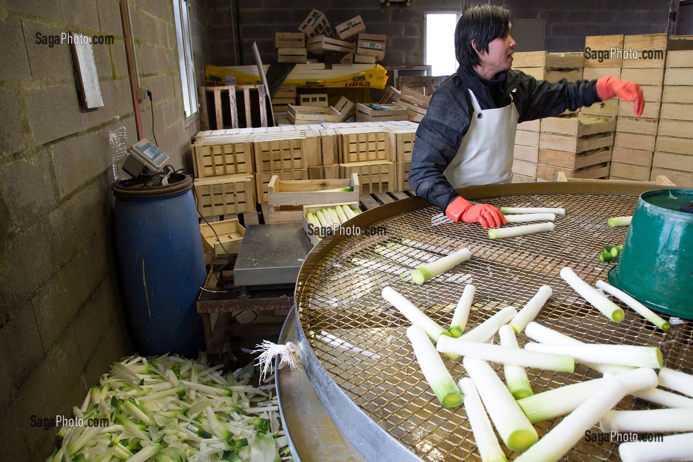 MAIN D'OEUVRE ETRANGERE ASIATIQUE POUR LE LAVAGE ET LE CONDITIONNEMENT DES POIREAUX, (41) LOIR-ET-CHER, FRANCE 