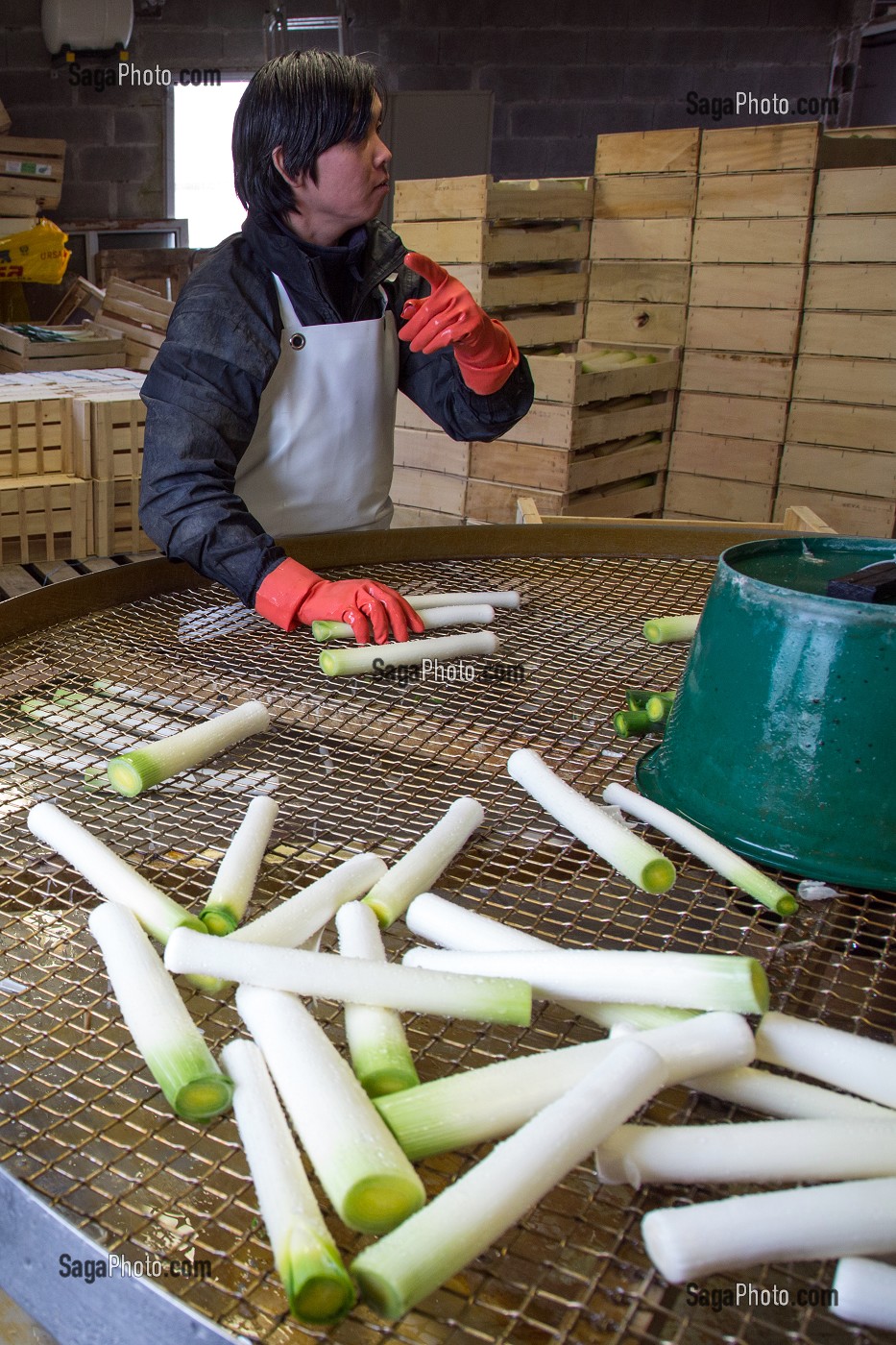 MAIN D’OEUVRE ETRANGERE ASIATIQUE POUR LE LAVAGE ET LE CONDITIONNEMENT DES POIREAUX, (41) LOIR-ET-CHER, FRANCE 